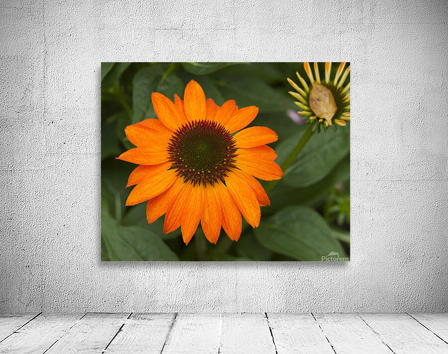 FlowersPlants 84 Wall Preview