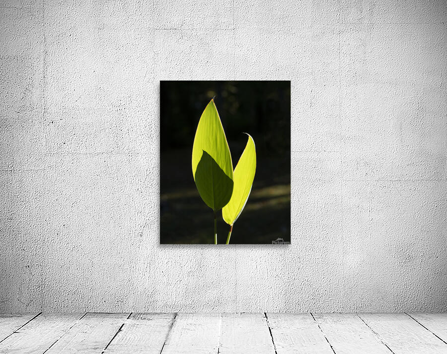 FlowersPlants 85 Wall Preview