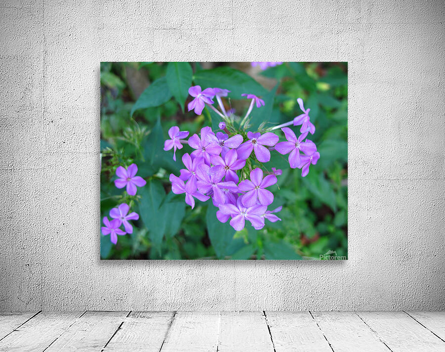 FlowersPlants 88 Wall Preview