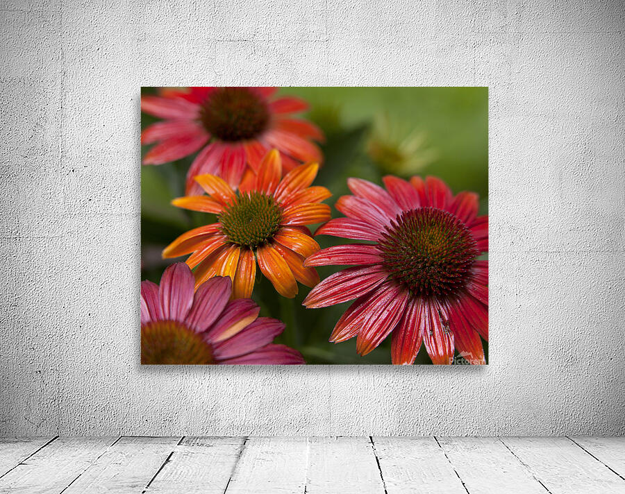 FlowersPlants90 Wall Preview