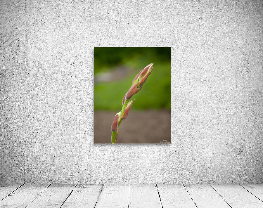 FlowersPlants 97 Wall Preview