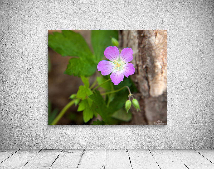 FlowersPlants 99 Wall Preview