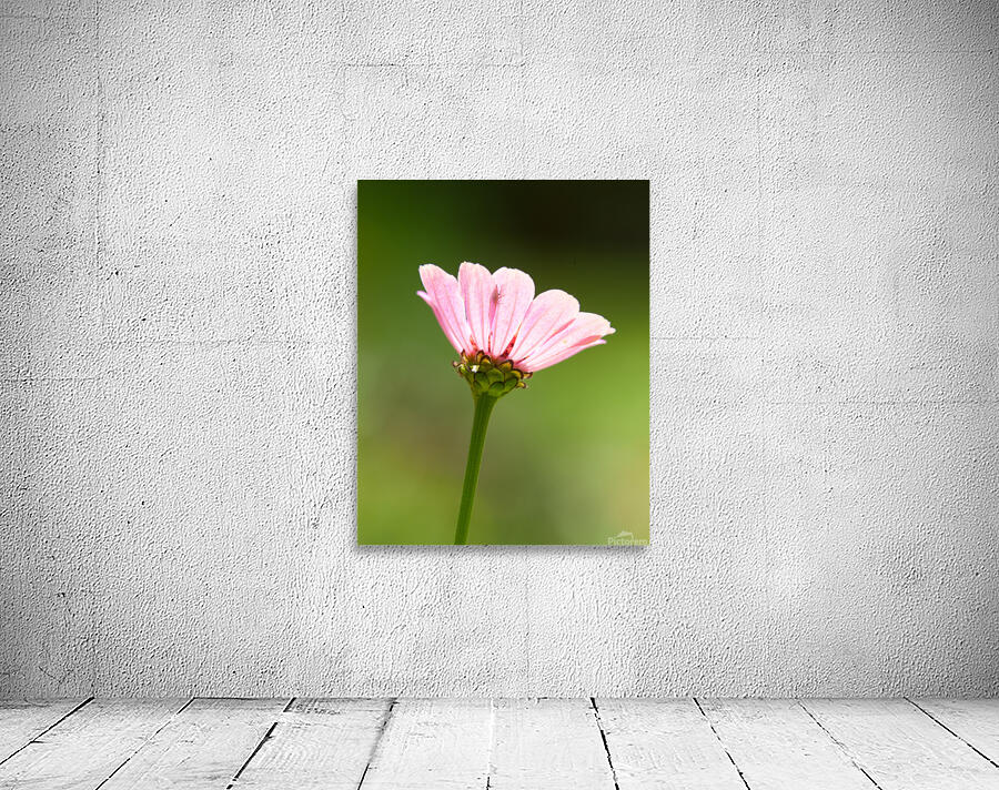 FlowersPlants 103 Wall Preview