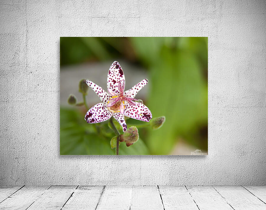 FlowersPlants 110 Wall Preview