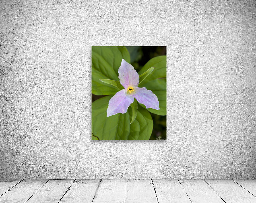 FlowersPlants 111 Wall Preview
