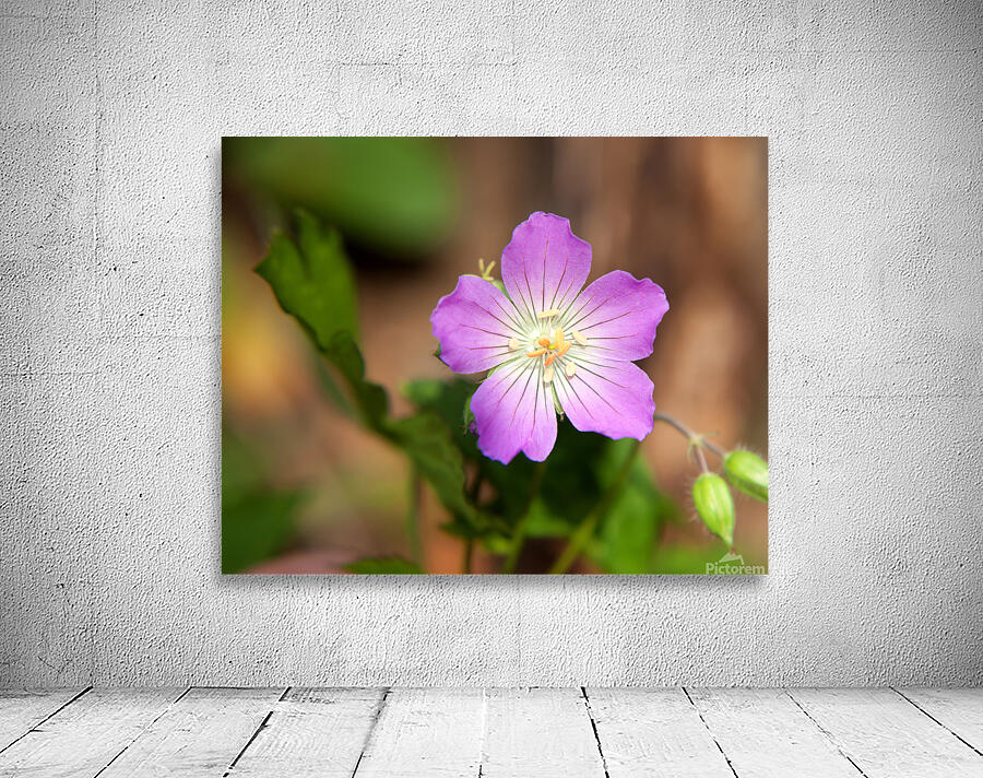 FlowersPlants 113 Wall Preview