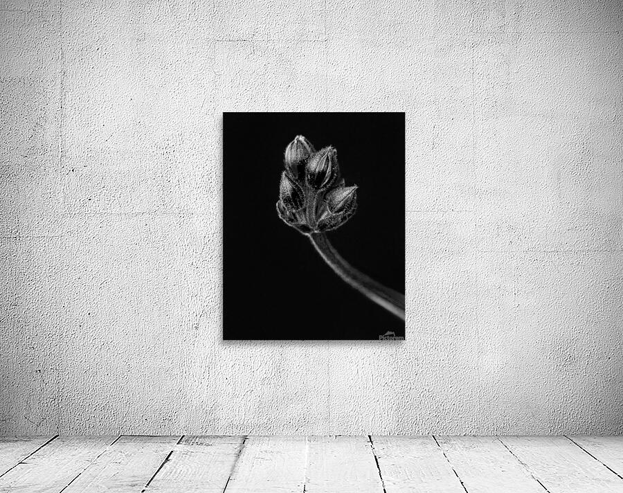 FlowersPlants 116 Wall Preview