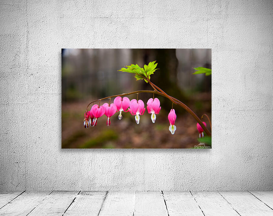 FlowersPlants 121 Wall Preview