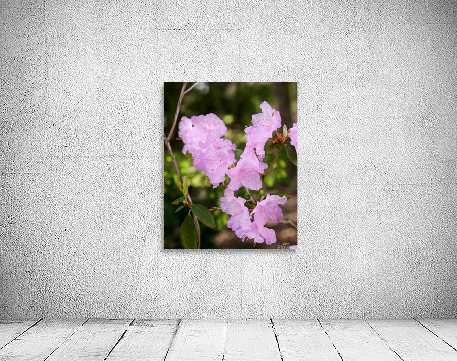 FlowersPlants 128 Wall Preview
