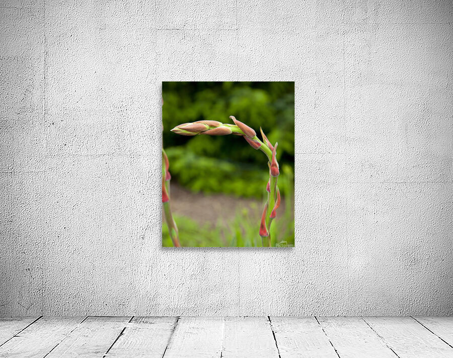 FlowersPlants 130 Wall Preview
