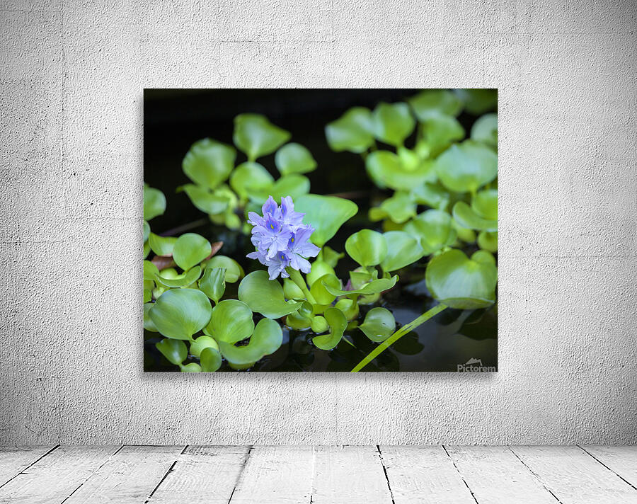 FlowersPlants 131 Wall Preview