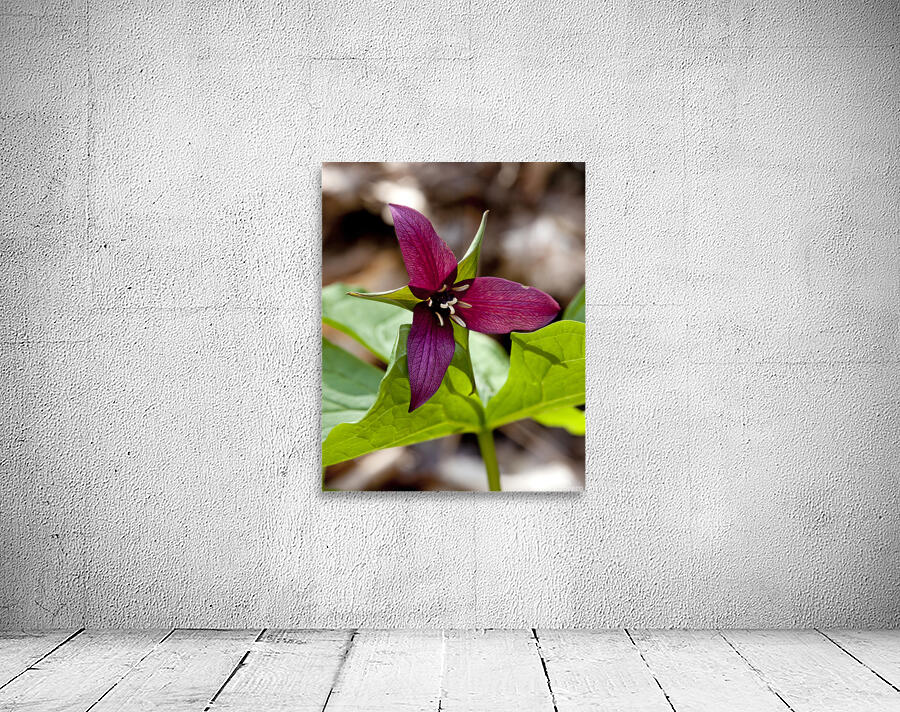 FlowersPlants 133 Wall Preview