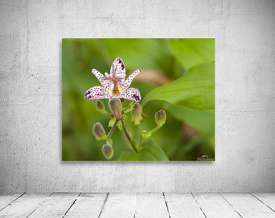 FlowersPlants 135 Wall Preview