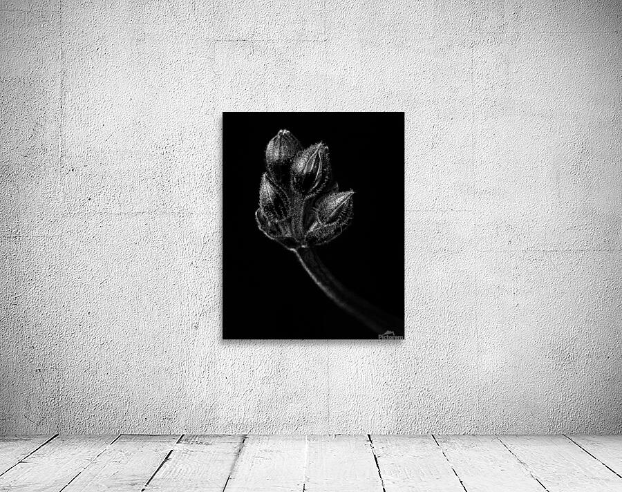 FlowersPlants 137 Wall Preview