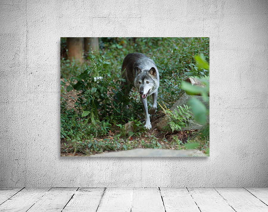 AnimalsInsects 23 Wall Preview