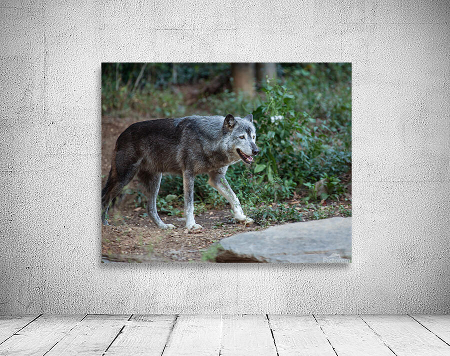 AnimalsInsects 25 Wall Preview
