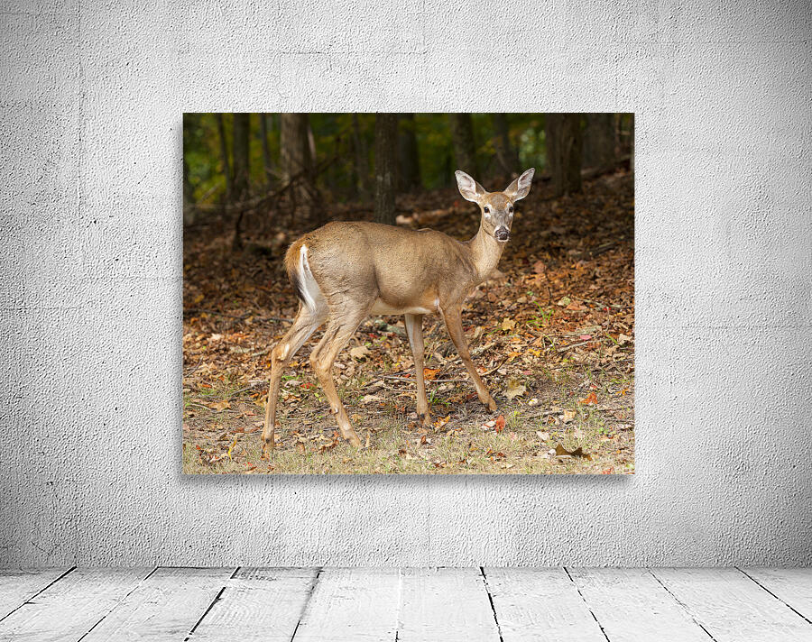 AnimalsInsects 26 Wall Preview