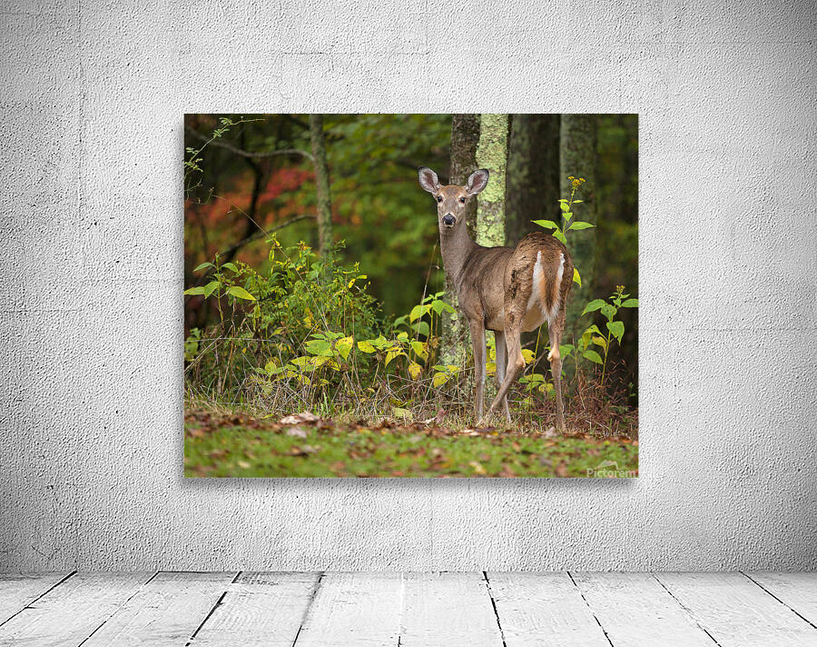 AnimalsInsects 34 Wall Preview