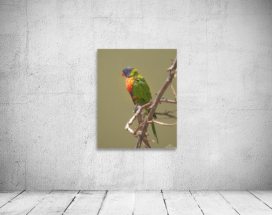Birds 45 Wall Preview