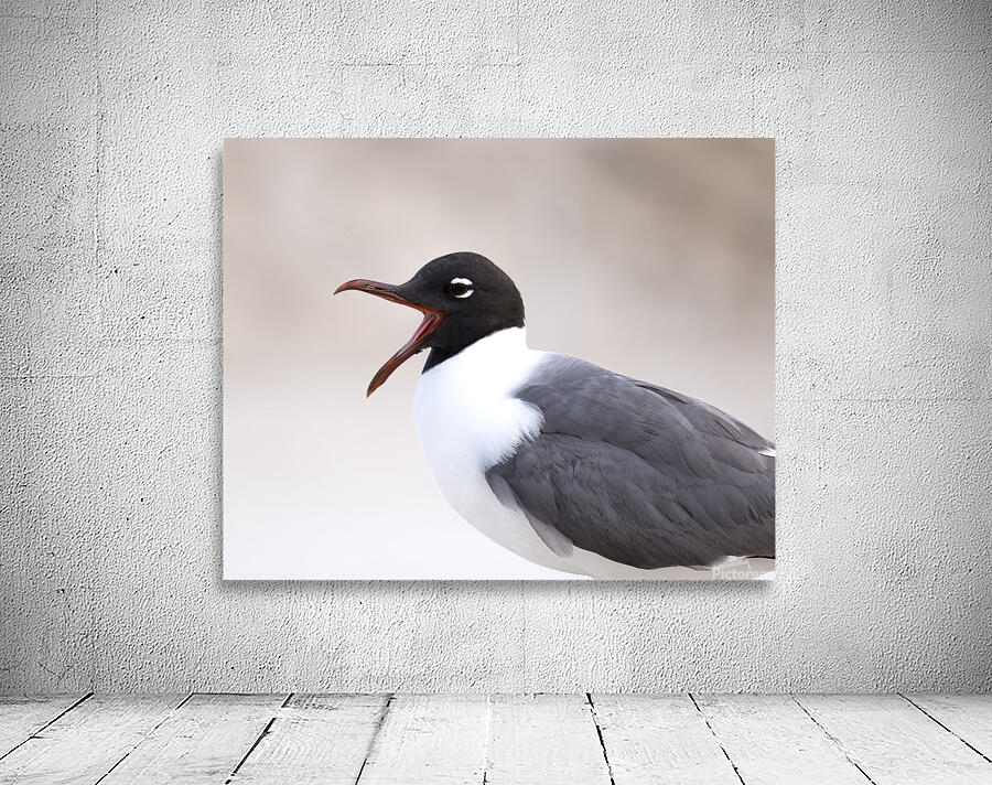 Birds 48 Wall Preview