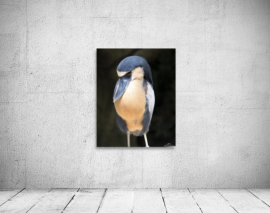 Birds 49 Wall Preview