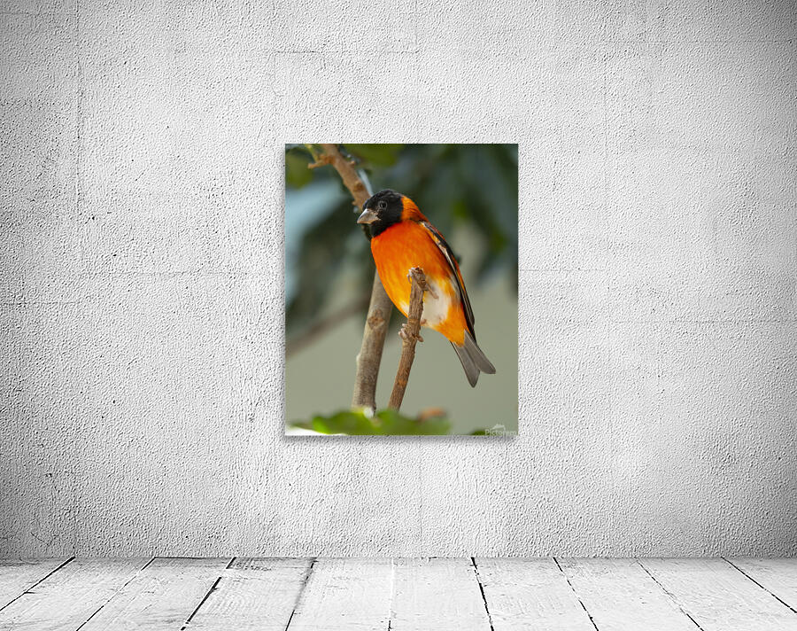 Birds 50 Wall Preview