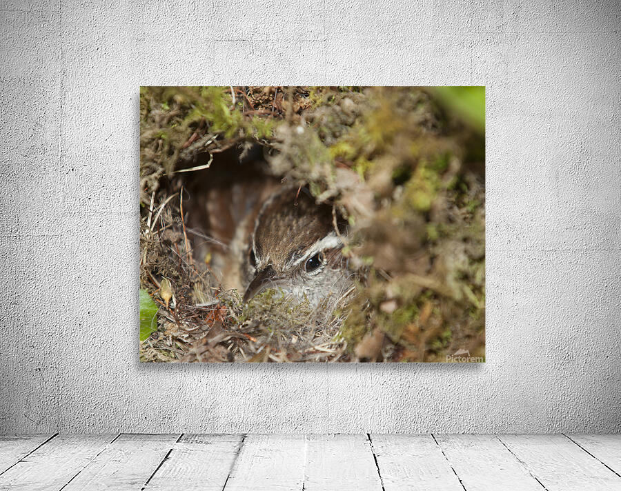 Birds 52 Wall Preview