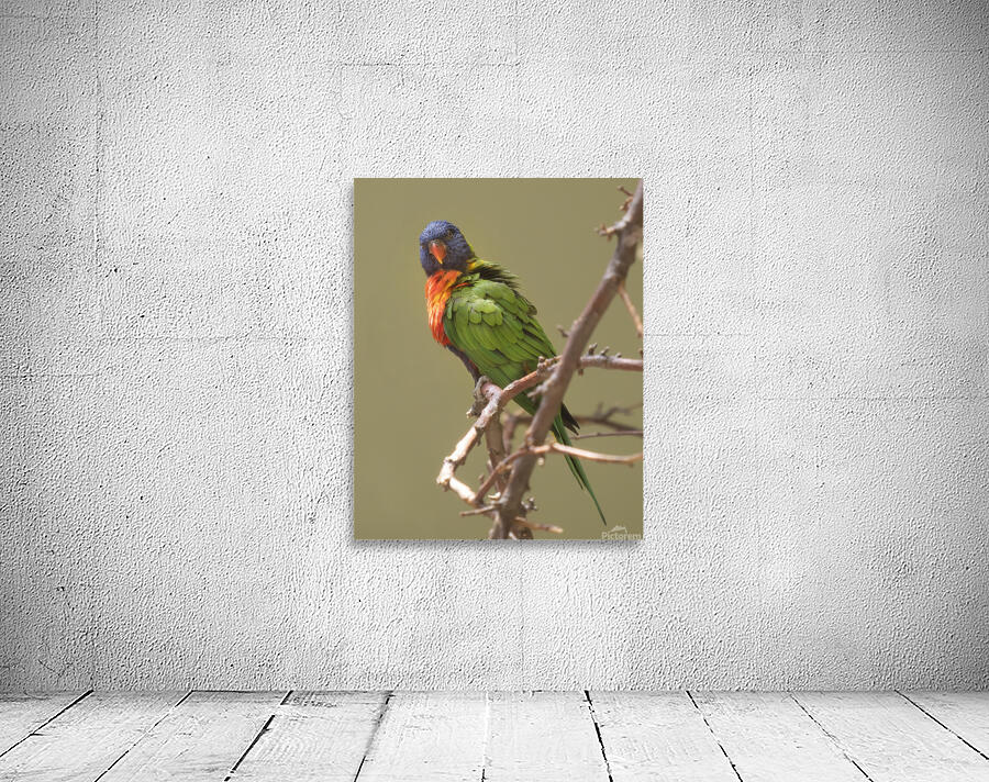 Birds 53 Wall Preview