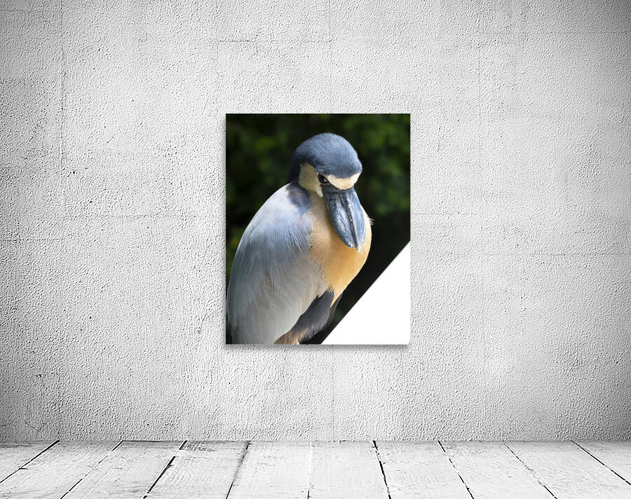 Birds 54 Wall Preview