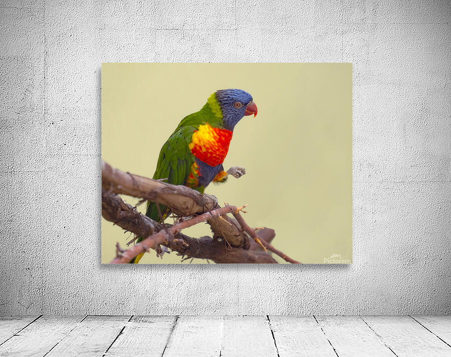 Birds 55 Wall Preview