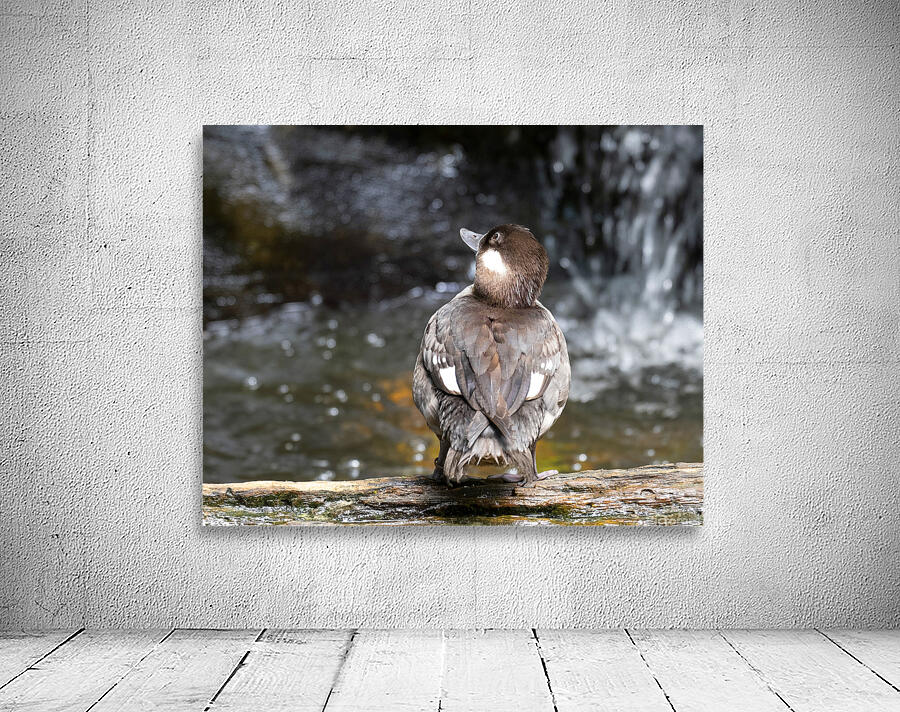 Birds 56 Wall Preview