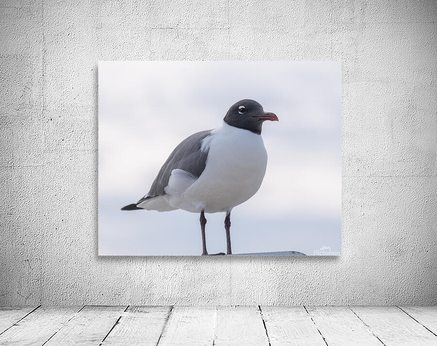 Birds 57 Wall Preview