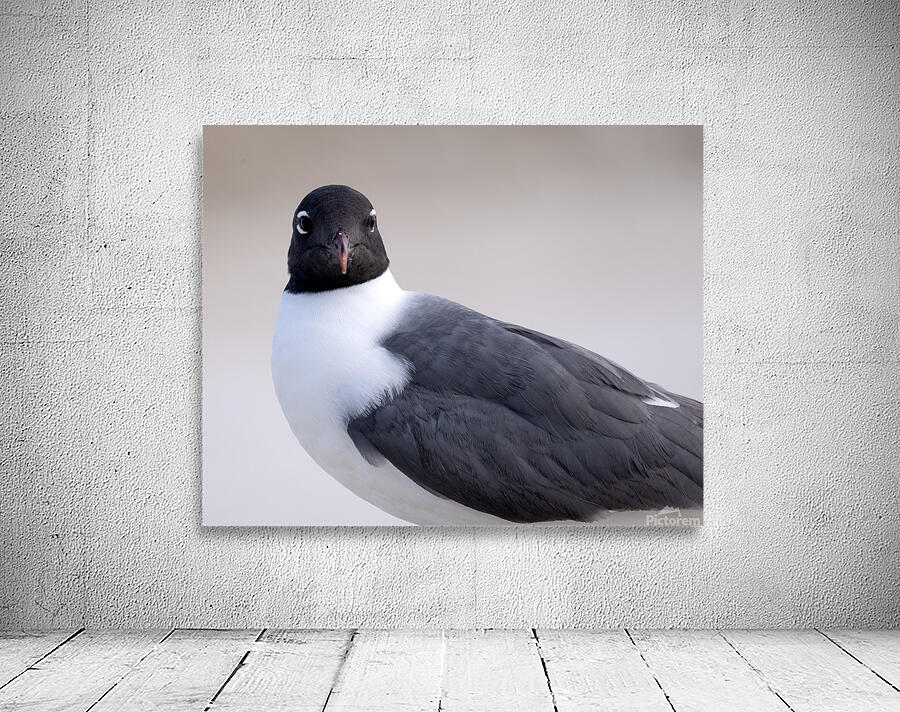 Birds 58 Wall Preview
