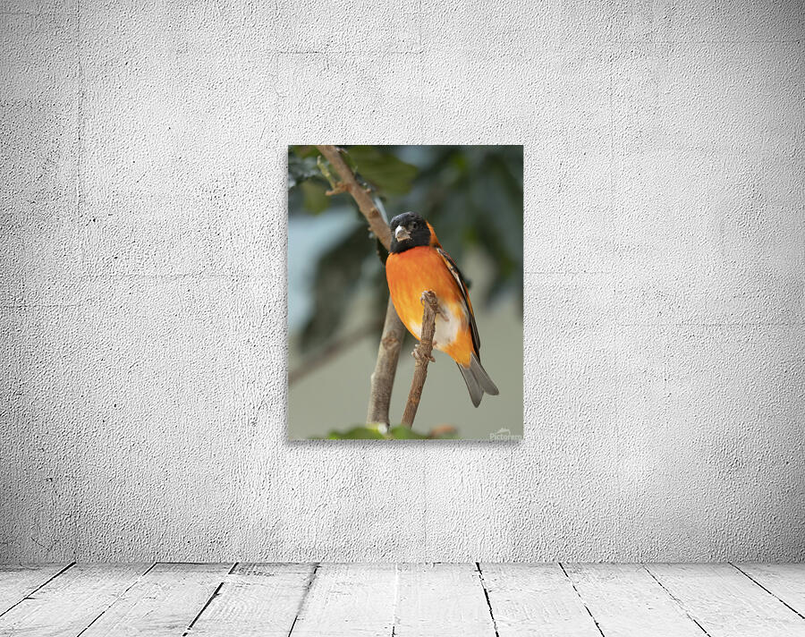 Birds 60 Wall Preview