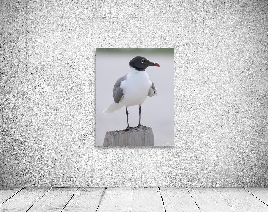 Birds 61 Wall Preview