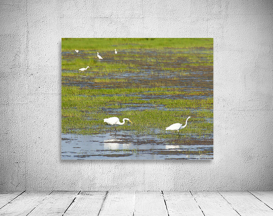 Birds 63 Wall Preview