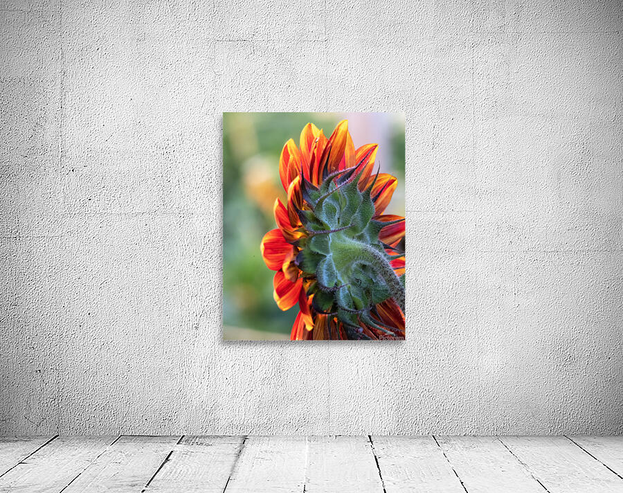 CountryAmericana 155 Wall Preview
