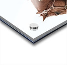 Cowhorse II Acrylic print