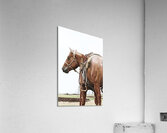 Cowhorse II Acrylic Print