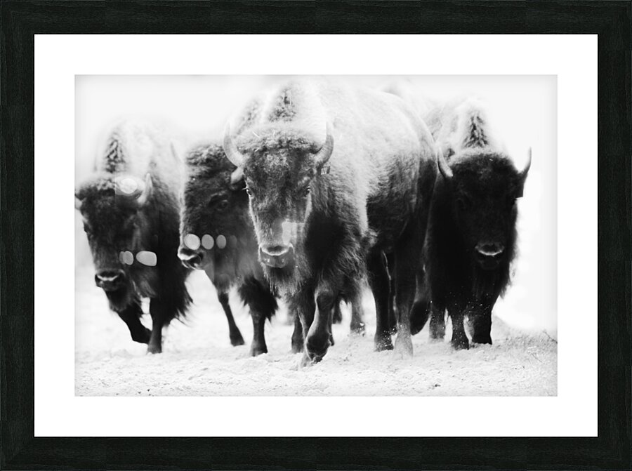 Buffalo Herd Picture Frame print
