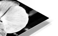IMG 1013 3 HD Metal print