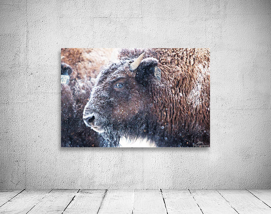 Young Buffalo II Wall Preview