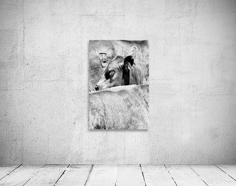Branded Wall Preview