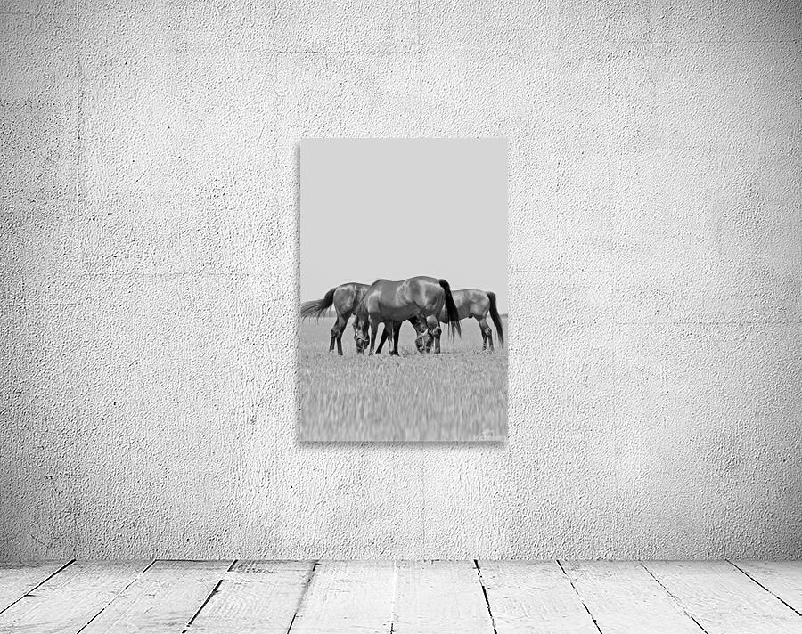 Horses Grazing Wall Preview