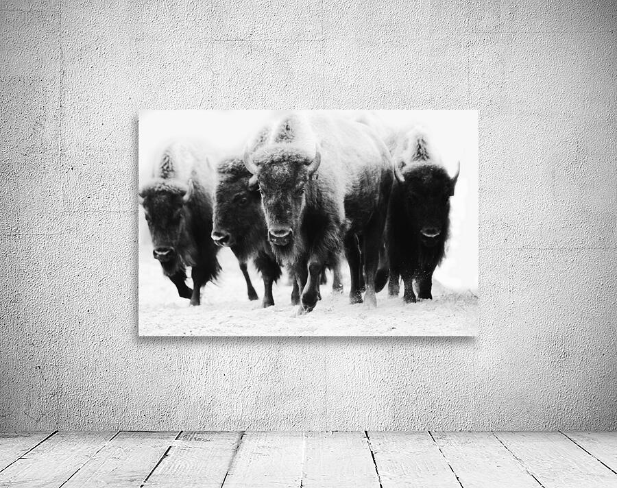 Buffalo Herd Wall Preview