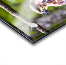 Alaska Juvenile Eagle Acrylic print