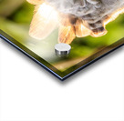 Harpy Eagle Acrylic print