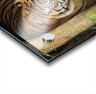 Tigers Acrylic print