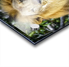 Lion Acrylic print