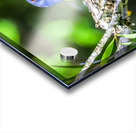 Painted bunting Acrylic print